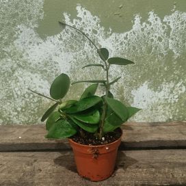 POSLIINIKUKKA 'CHOUKE' Hoya cv. 'Chouke' P6 lajike epävarma