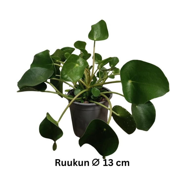 KILPIPIILEA Pilea peperomoides P13 Pyorealehtinen huonekasvi KILPIPIILEA Pilea peperomoides P13 Pyorealehtinen huonekasvi