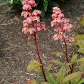 PUNAVALEANGERVO Rodgersia pinnata 'Superba' P13