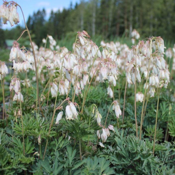 Dicentra formosa 'Alba', Kesapikkusydan