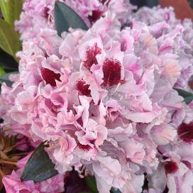 ALPPIRUUSU 'ROYAL BUTTERFLY' Rhododendron 'Royal Butterfly' 30-40 cm