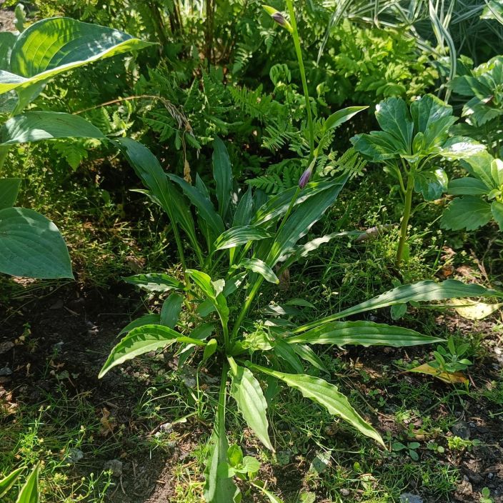 JALOKUUNLILJA 'VIHREA STILETTO' Hosta Tarhafunkia-r. 'Vihrea Stiletto' P9 Matala ja pienilehtinen kuunlilja. Erona