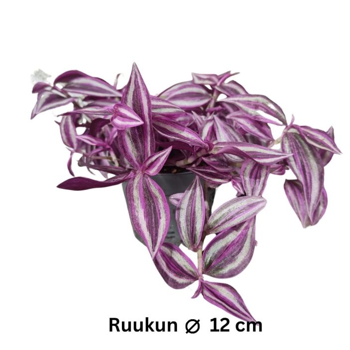 JUORU 'PINK PARADISE' Tradescantia hybrid 'Pink Paradise' P12 Pinkkilehtinen juoru
