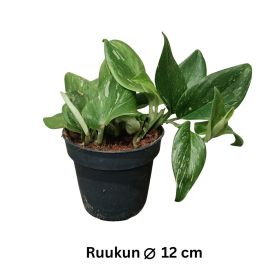 HOPEAKÖYNNÖS 'RUBICON' Scindapsus pictus 'Rubicon' P12