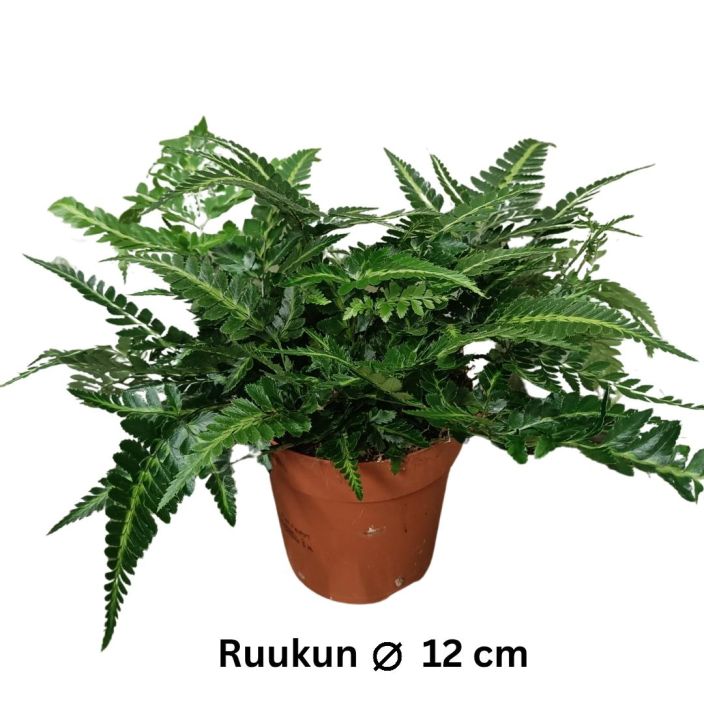 ALVIO 'VARIEGATA' Arachnioides aristata 'Variegata' P12 Kirjavalehtinen saniainen