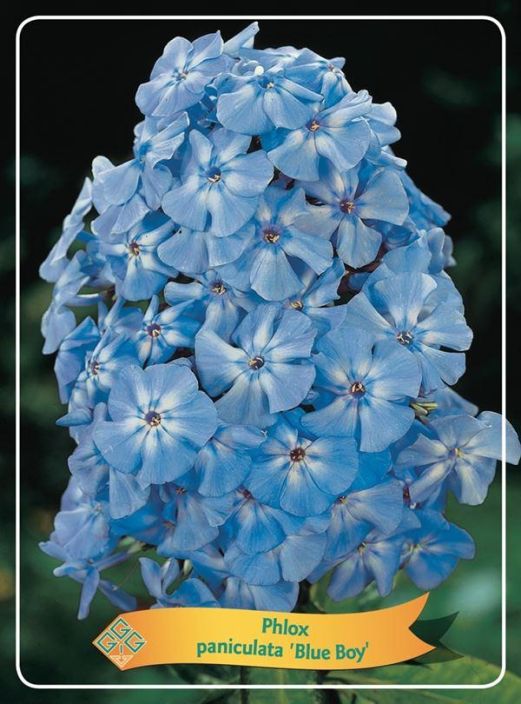 SYYSLEIMU 'BLUE BOY' Phlox paniculata 'Blue Boy' P11 Sinertavakukkainen, vihrealehtinen syysleimu / VAIN NOUTO SYYSLEIMU 'BLUE BOY' Phlox paniculata 'Blue Boy' P11 Sinertavakukkainen, vihrealehtinen syysleimu / VAIN NOUTO