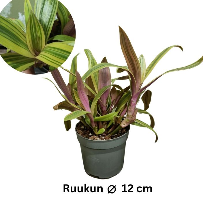 TASKUJUORU 'KELTAINEN' Tradescantia spathacea 'Keltainen' P13 Pitkalehtinen juoru