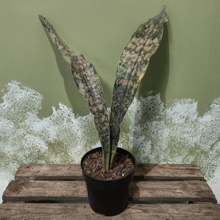 ANOPINKIELI 'COPPERTONE' Dracaena (ent. Sansevieria) kirkii 'Coppertone' P12 Harvinainen, tummalehtinen anopinkieli / HUOM!