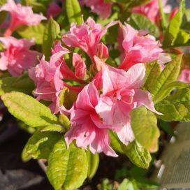 ATSALEA 'RUUSUSEN UNI' Rhododendron x Rustica mixture 'Ruususen Uni' 30-40 cm, At 3 L