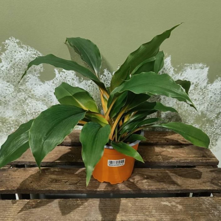 MANDARIINILILJA Chlorophytum orchidastrum 'Green Orange' P12 Viherkasvi, jolla nayttavan oranssit lehtivarret.