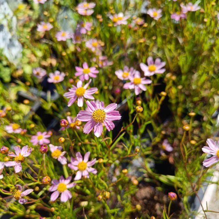 Coreopsis rosea´American Dream´,ruusukaunosilma VAIN NOUTO Coreopsis rosea´American Dream´,ruusukaunosilma VAIN NOUTO