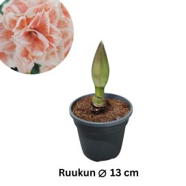 RITARINKUKKA (Amaryllis) 'BLOSSOM PEACOCK' Hippeastrum 'Blossom Peacock' P13