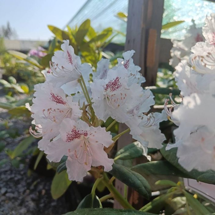 Rhododendron 'P.M.A. Tigerstedt', marjatanalppiruusu VAIN NOUTO
