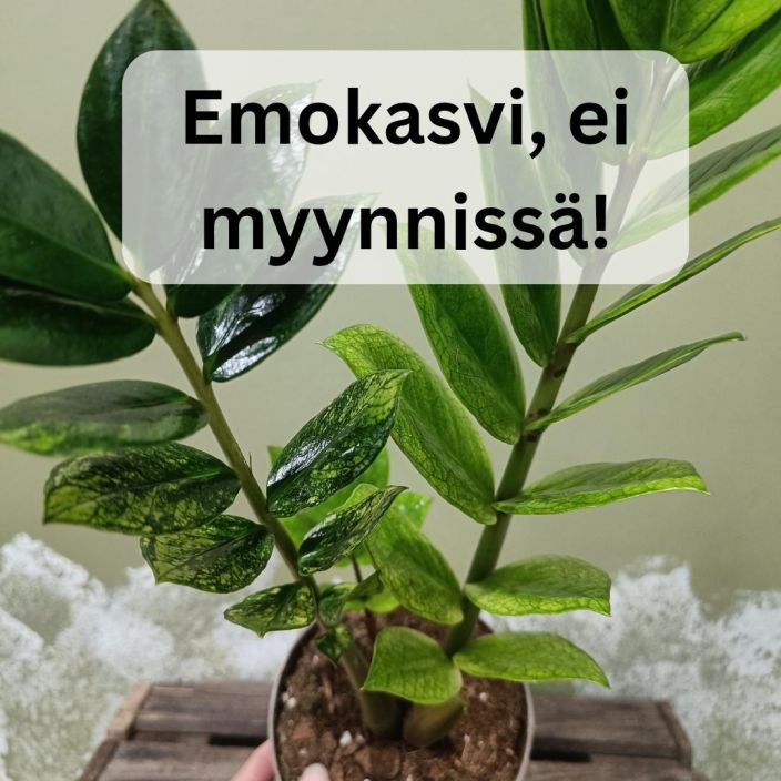 PALMUVEHKA 'CHAMELEON' Zamioculcas zamiifolia 'Chameleon' LEHDYKKAPISTOKAS Lehdykkapistokas ilman juuria / LUE KOKO KUVAUS