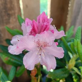 ALPPIRUUSU 'MARKETTA' Rhododendron Smirnowii-R 'Marketta' 25-40 cm