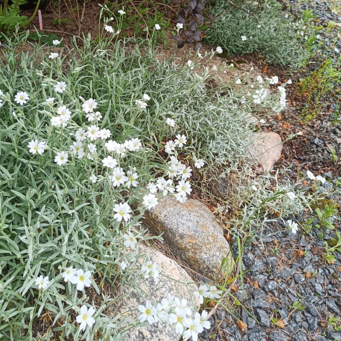 HOPEAHARKKI Cerastium tomentosum P9 Hopeanharmaa maanpeitekasvi esim. kivikkoon