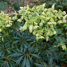 KELLOJOULURUUSU / HAISUJOULURUUSU Helleborus foetidus P9