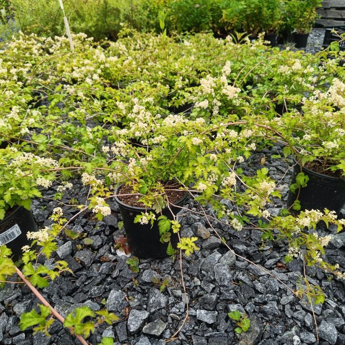SEPPELVARPU Stephanandra incisa 'Crispa' AT 1,5L Rehevakasvuinen maanpeitepensas