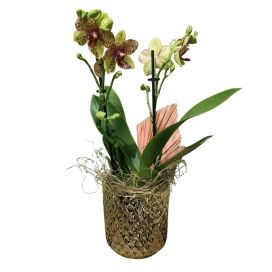 RAIKKAANVÄRINEN PERHOSKÄMMEKKÄ KULTARUUKUSSA