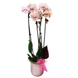 KORKEA PERHOSKÄMMEKKÄ V.PUN. RUUKUSSA