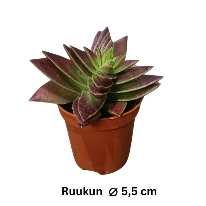 PAUNIKKO 'CORYMBULOSA' Crassula capitella 'Corymbulosa' P5,5 Paunikko, jonka kasvu on hyvin geometrisenoloista