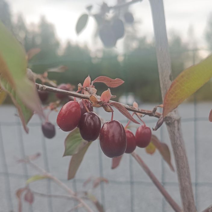 PUNAMARJAKANUKKA Cornus mas 130-150 cm Aikaisin kevaalla kukkiva puu/pensas, jonka punaiset marjat ovat syotavia. / VAIN