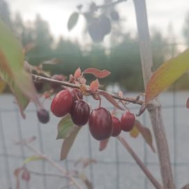 PUNAMARJAKANUKKA Cornus mas 130-150 cm