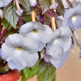 MUSTANMERENRUUSU 'SNOW PRINCESS' Achimenes 10 kpl KÄPYJÄ