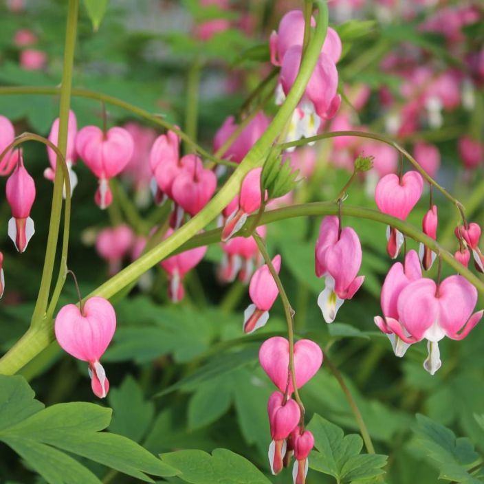 SARKYNYTSYDAN Lamprocapnos spectabilis (ent. Dicentra spectabilis) P11 Perinteinen, kookas perenna.
