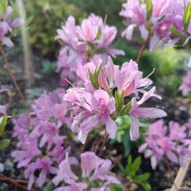 KEVÄTATSALEA Rhododendron x fraseri 30-40 cm At 3 L