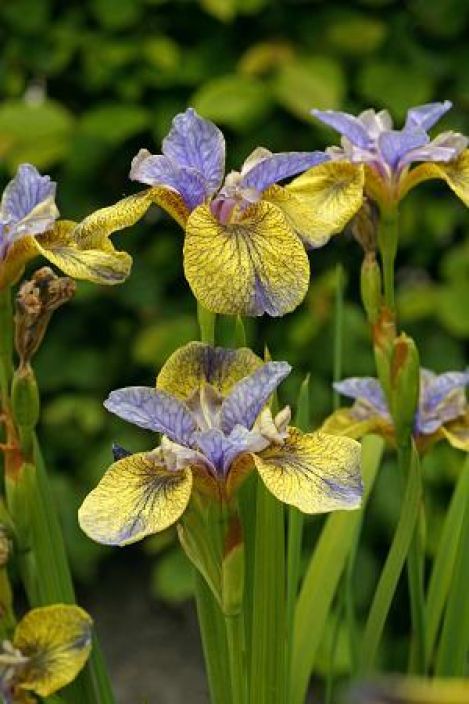 LOISTOKURJENMIEKKA 'TIPPED IN BLUE' Iris sibirica 'Tipped in Blue' P9 Sinikeltakukkainen kurjenmiekka / VAIN NOUTO LOISTOKURJENMIEKKA 'TIPPED IN BLUE' Iris sibirica 'Tipped in Blue' P9 Sinikeltakukkainen kurjenmiekka / VAIN NOUTO