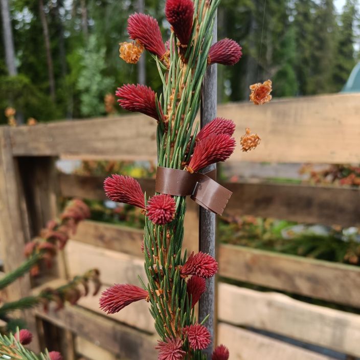 PURPPURASURUKUUSI Picea abies 'Punapaula' 80-100 cm Surukuusen muoto, jonka uusi kasvu on purppuranpunaista / VAIN NOUTO!