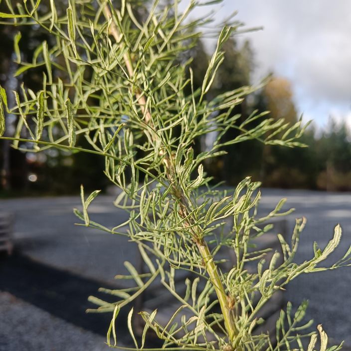 SULKAHERNEPUU Caragana arborescens 'Lorbergii' 125-150 cm Hentolehtinen, keltaisena kukkiva pikkupuu pieneenkin pihaan /