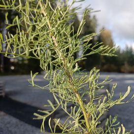 SULKAHERNEPUU Caragana arborescens 'Lorbergii' 125-150 cm