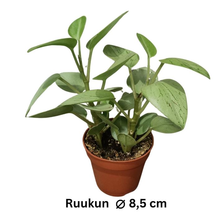 MUORINKUKKA 'PIXIE ARENAL' Peperomia 'Pixie Arenal' P8,5 Vaalealehtinen muorinkukka, jossa harvakseltaan tummia raitoja.