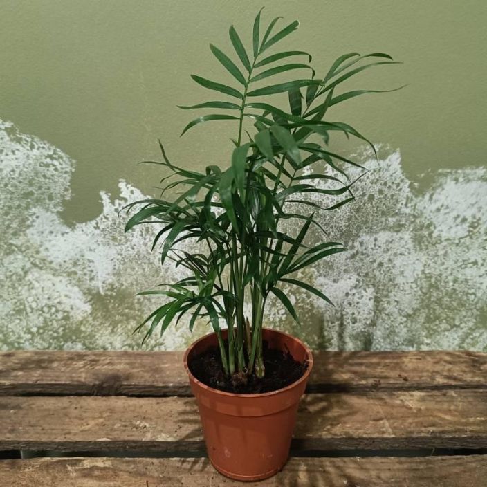 SIROVUORIPALMU Chamaedorea elegans P9 Pienena (50 cm) pysyva palmulajike.