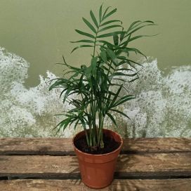 SIROVUORIPALMU Chamaedorea elegans P9