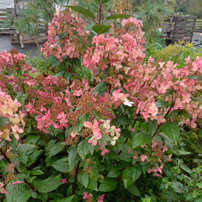 SYYSHORTENSIA 'WIM'S RED'Hydrangea paniculata 'Wim's Red' At 3 L Hortensia, jonka valkoiset kukat punertuvat syksyn