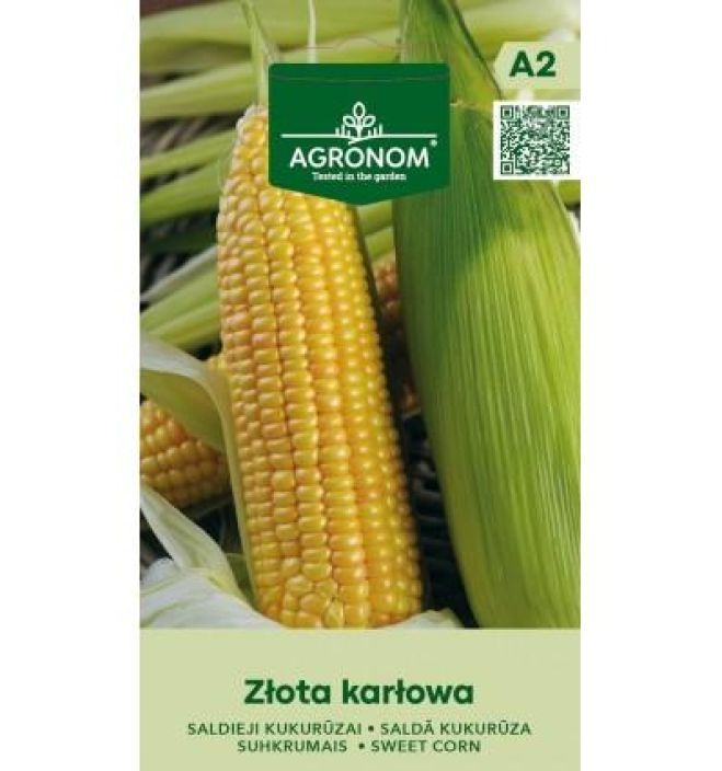 Sokerimaissi 'Zlota Karlowa' Varhainen, pienikasvuinen sokerimaissilajike Sokerimaissi 'Zlota Karlowa' Varhainen, pienikasvuinen sokerimaissilajike