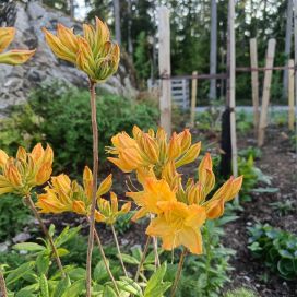 REVONTULIATSALEA 'GOLDEN LIGHTS' Rhododendron 'Golden Lights' 30-40 cm