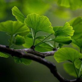 NEIDONHIUSPUU Ginkgo biloba 50-60 cm