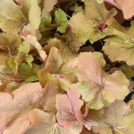 TARHAKEIJUNKUKKA 'CARAMEL' Heuchera 'Caramel' P10
