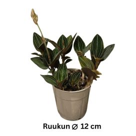 LUDISIA (maaorkidea) Ludisia discolor P12