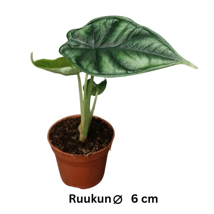 ALOKASIA / JUURAKKOVEHKA 'DRAGON SCALE' Alocasia 'Dragon Velvet' P6 Lohikaarmeen suomun mukaan nimetty alokaasia