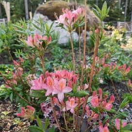 PUISTOATSALEA 'TARLEENA' Rhododendron 'Tarleena' 30-40, At 3 L