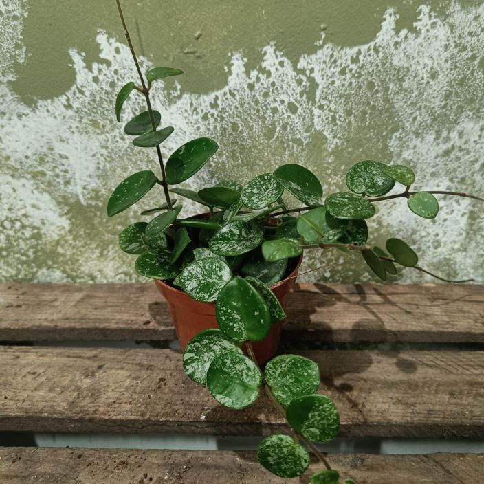 POSLIINIKUKKA 'MATHILDE SPLASH' Hoya 'Mathilde Splash' P9 Pienilehtinen posliinikukka