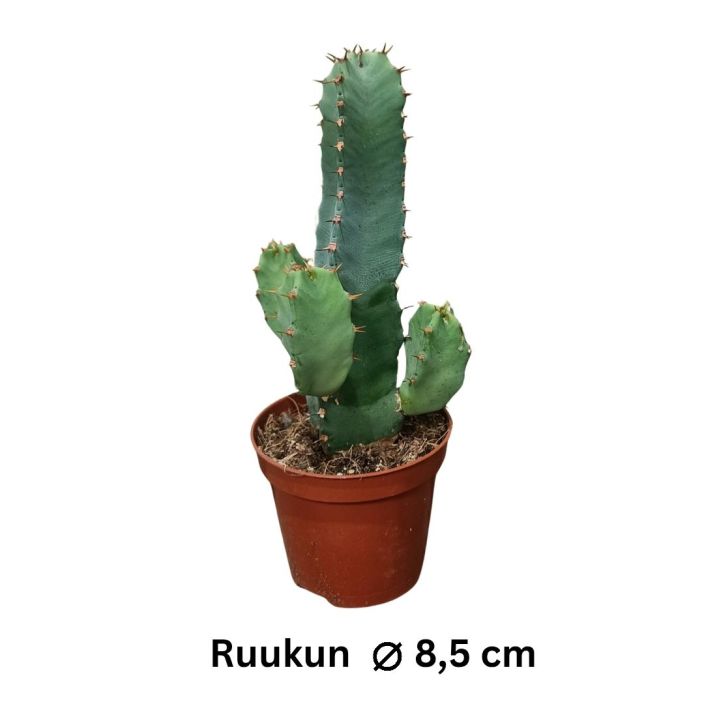 HARTSITYRAKKI Euphorbia resinifera P9 Pystykasvuinen, kaktusta muistuttava tyrakkilaji