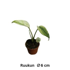 PEIKONLEHTI 'MINT' Monstera deliciosa 'Mint' P6