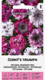 Petunia 'Černý's Triumph'
