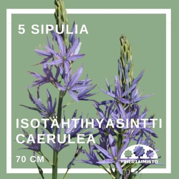ISOTAHTIHYASINTTI 'CAERULEA' Camassia leichtlinii 'Caerulea' 5 sipulia 5 sipulia pussissa